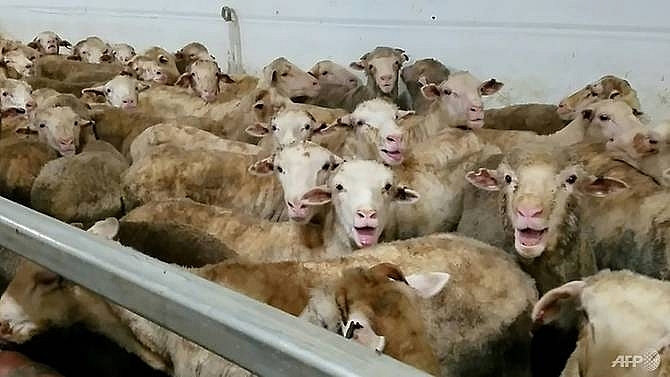 Australia restricts live sheep exports after shocking treatment