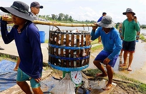 Delta authorities improve management of tra fish breeding areas