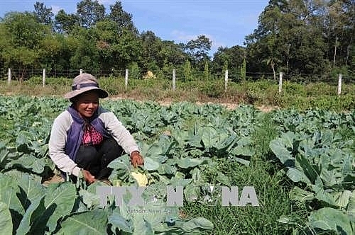 tra vinh farmers lend farmland for free to poor
