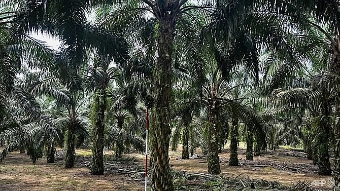malaysia minister accuses eu of palm oil trade war