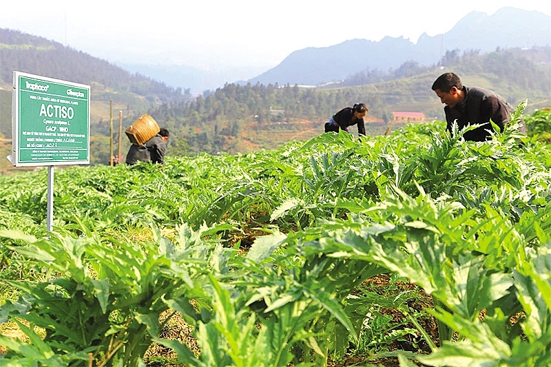 herbal cultivation for sustainability