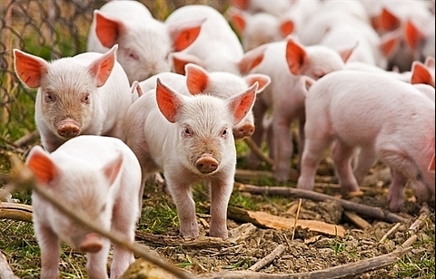 Farmers troubled as piglet prices double from last year