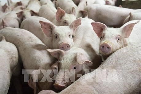 vietnam to import live pigs to cut live hog prices at home