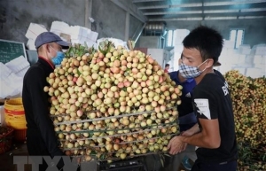 PM orders removing difficulties in farm produce consumption for Bac Giang