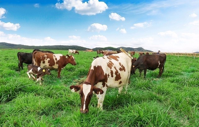 Prioritising animal welfare within sustainable agriculture