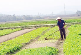 Ha Tinh reaps harvest  from market projects