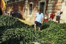 eu votes 210 mln euros for bacteria hit farmers