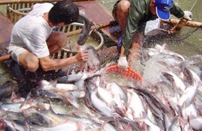 doc announced tax decision against vietnamese tra fish