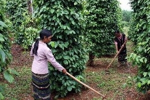 phu quoc island promotes black pepper