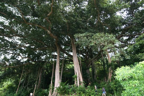ancient tree in son tra recognised as heritage