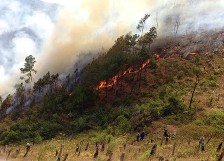 fire destroys forest in nghe an