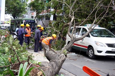 city requested to set up fund for victims of tree accidents