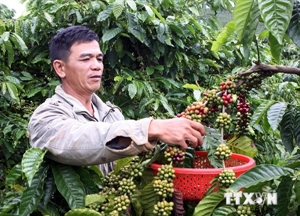 geographical indication benefits dak lak coffee producers