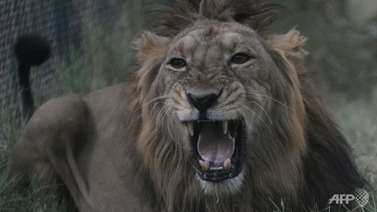 india snares man eating lion after human tissue found