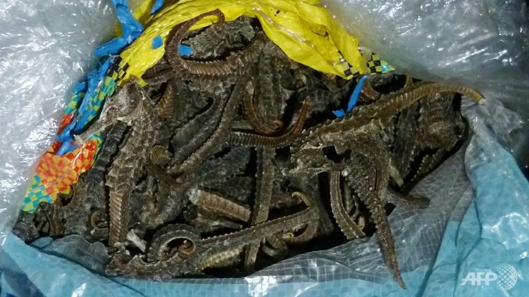 peru seizes 8 million seahorses illegally bound for asia