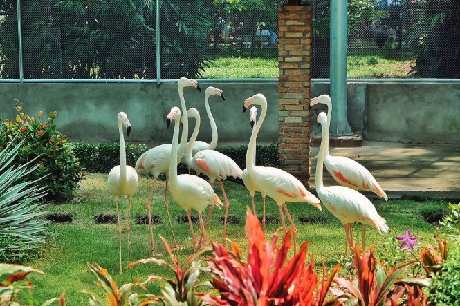 sai gon zoo opens flamingo garden water park