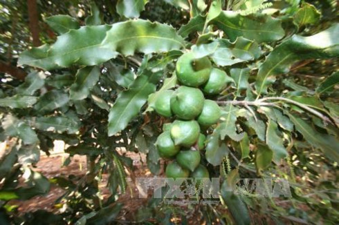 quang tri seeks to develop macadamia farming