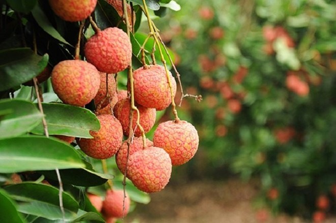 bac giang litchi sees good sales