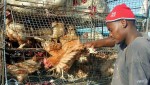 avian flu outbreaks in early 2018