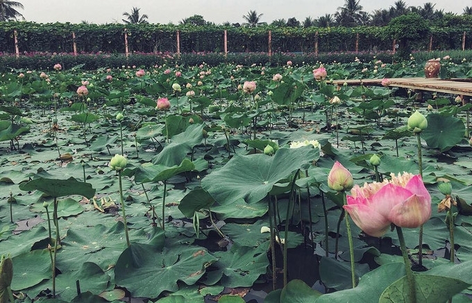 Visitors buzz around Tien Giang flower garden