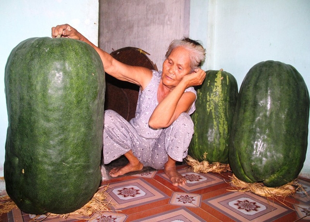 binh dinh villages giant winter melons