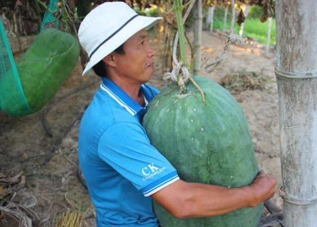 binh dinh villages giant winter melons