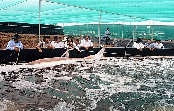 Kien Giang to shift rice fields to aquaculture