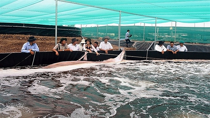 kien giang to shift rice fields to aquaculture