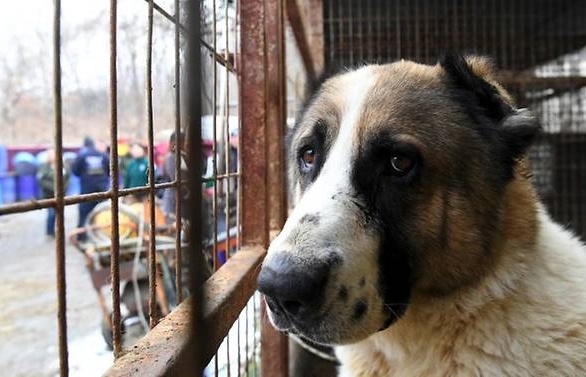 Killing dogs for meat illegal, rules South Korean court