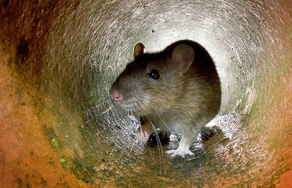 Rats break into ATM, munch through US$18,000 in cash