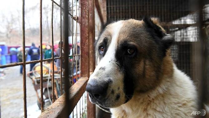 killing dogs for meat illegal rules south korean court