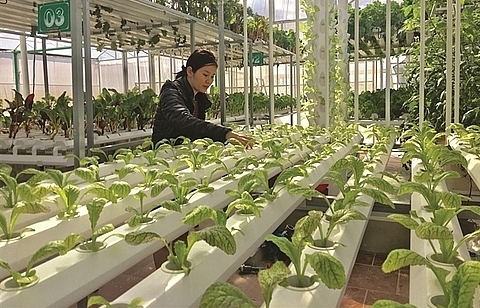 Central province approves hi-tech farming project