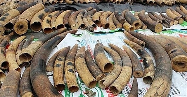 over 74 tonnes of ivory pangolin scales seized in hai phong