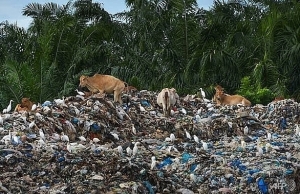 Indonesia returns five containers of waste to the US
