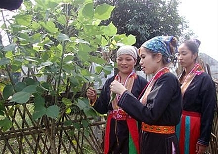 bac giang forest planters receive rice support