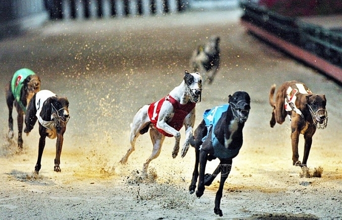 Dog racing in Vung Tau (photo)