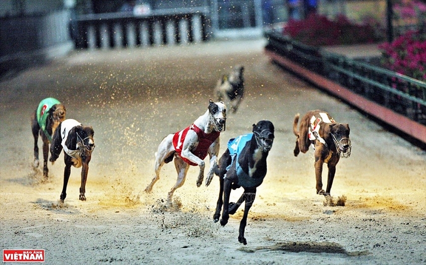 dog racing in vung tau photo