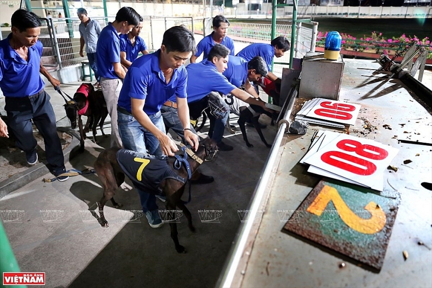 dog racing in vung tau photo