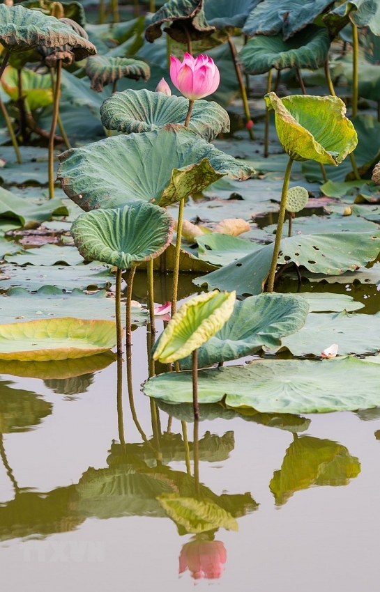lotus pond in uncle hos hometown