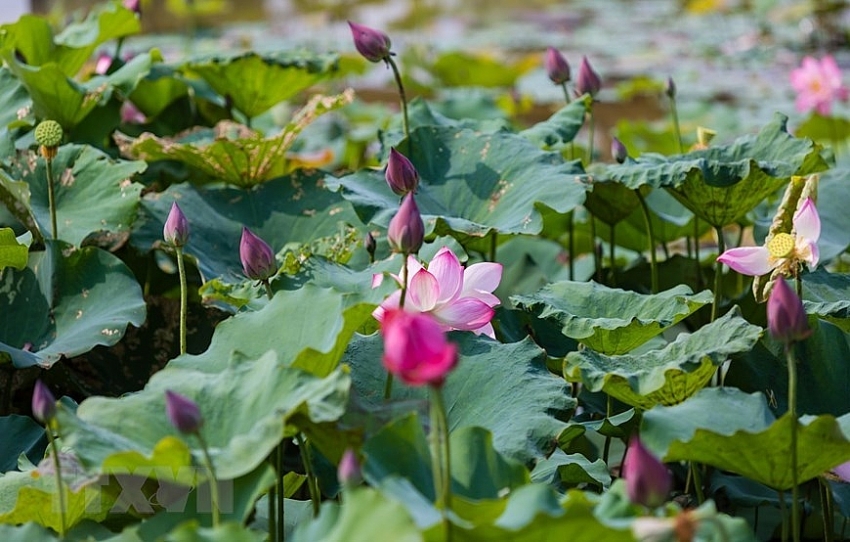 lotus pond in uncle hos hometown