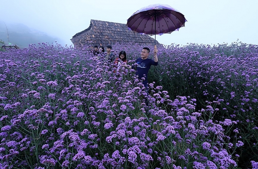 fansipan mountain the season of verveine flowers