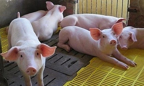 eight vietnamese businesses eligible to import pigs from thailand