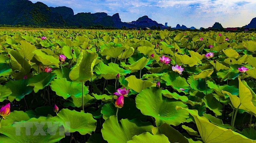 dreaming beauty of lotus in ninh binh