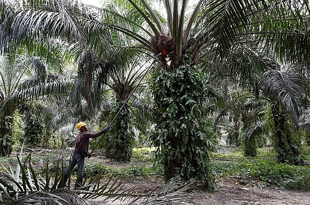 malaysia palm oil industry urges govt to let foreign workers return