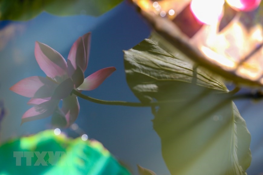 Lotus flowers in blossom in Da Nang city