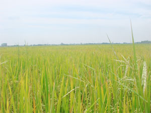 Vietnam southern delta switches to large-field farming