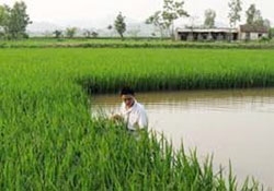 an giang province develops rice farm in laos