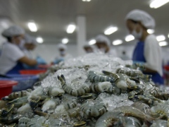 Seafood firms cornered as inputs flow to China