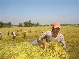 rok japan import vietnamese rice again