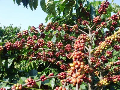 coffee farmers to brew success